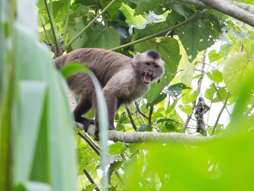 brown weeper capuchin (Cebus brunneus) — Endangered Mammalia