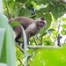 Brown Weeper Capuchin - Photo (c) Oswaldo Hernández, some rights reserved (CC BY-NC), uploaded by Oswaldo Hernández