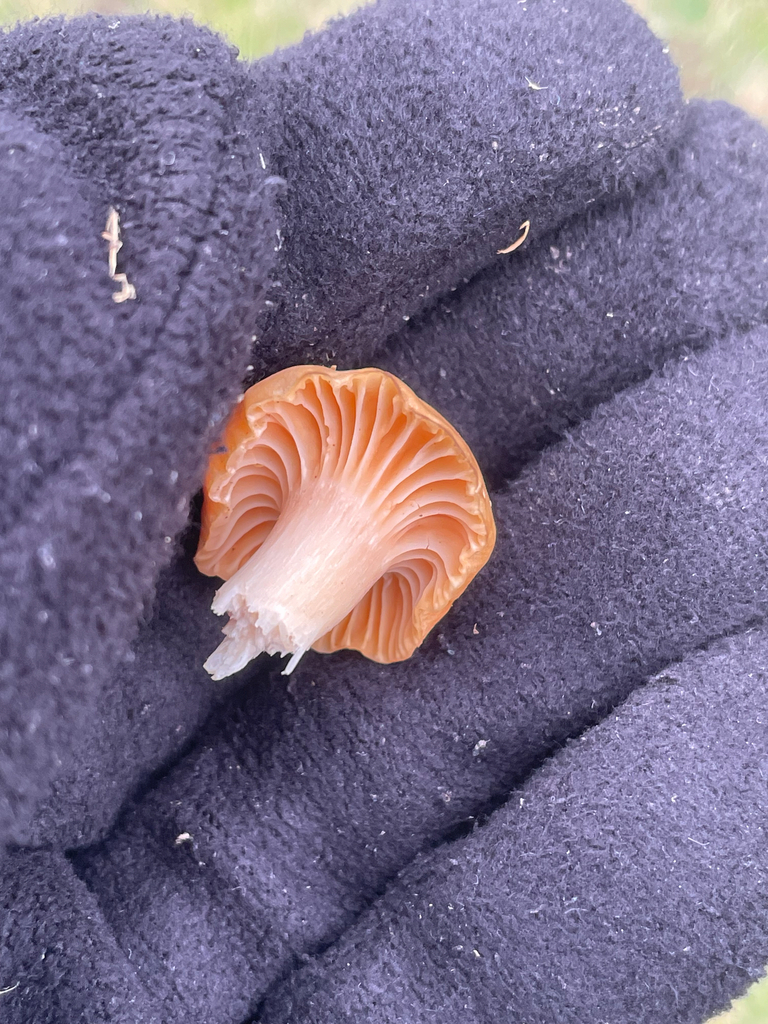 Cuphophyllus pratensis · December 2025 · photo: © fernium (iNaturalist, cc-by)