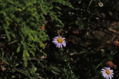 Felicia erigeroides