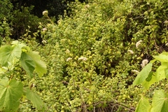 Gymnanthemum capense