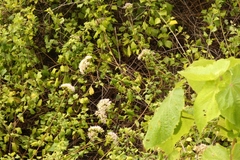 Gymnanthemum capense