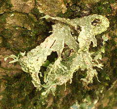 Ramalina canariensis
