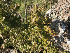 Berberis pinnata
