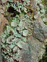 Cladonia monomorpha