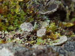 Cladonia monomorpha