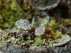 Cladonia monomorpha