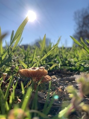 Tubariaceae