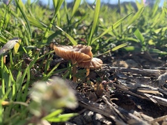 Tubariaceae