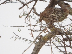 Pternistis bicalcaratus