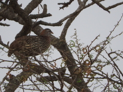 Pternistis bicalcaratus