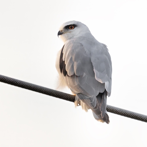 Black-winged Kite