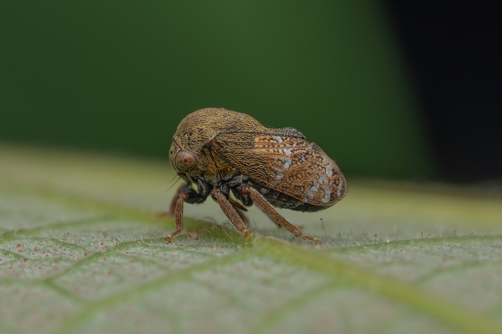 Aleptocentrus