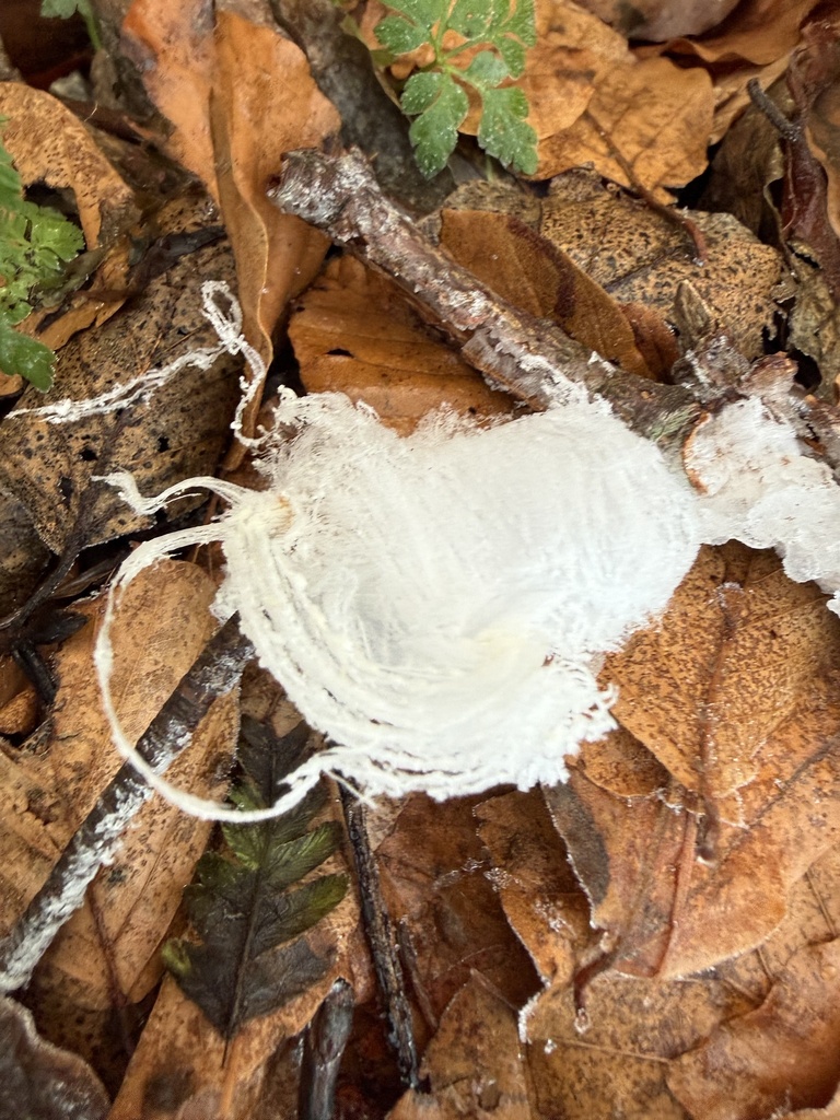 Exidiopsis effusa · December 2025 · photo: © scottshanks (iNaturalist, cc0)