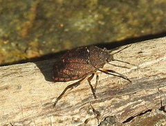 Platycoris