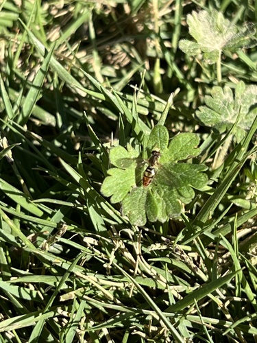 Unknown species found near Memorial Park Conservancy, Houston, TX, US