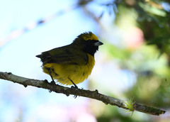 Euphonia luteicapilla