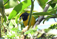 Euphonia luteicapilla