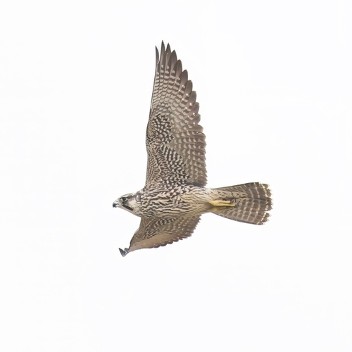 Peregrine Falcon
