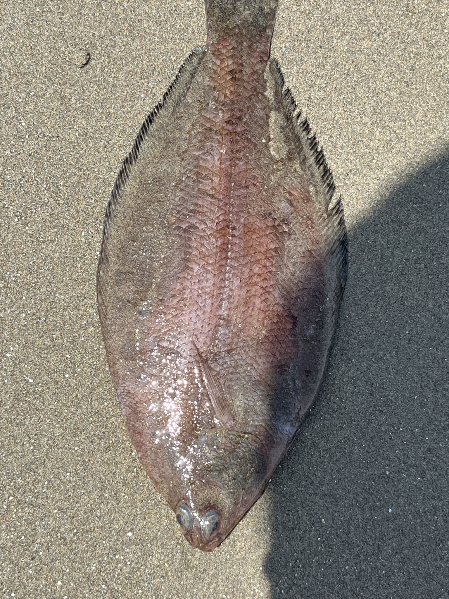 Sole Flounder photo 2