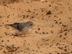 Crithagra leucopygia