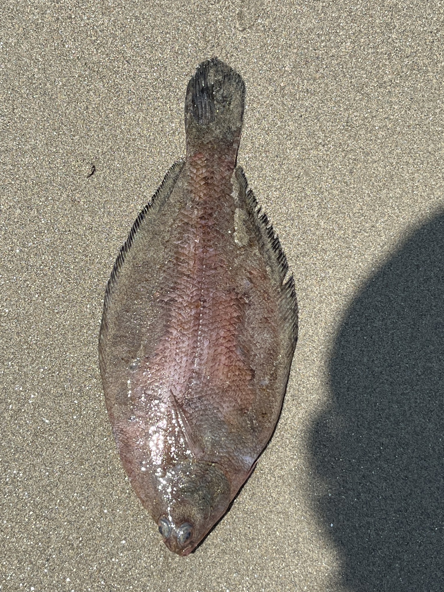 Sole Flounder photo 3