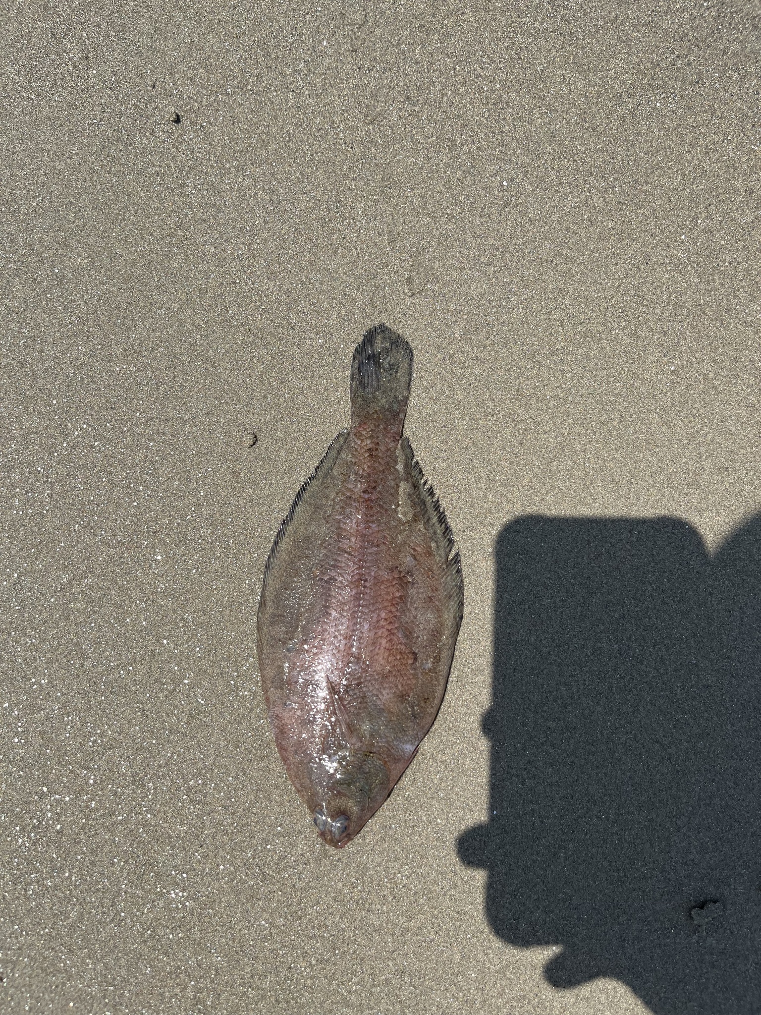 Sole Flounder photo 4