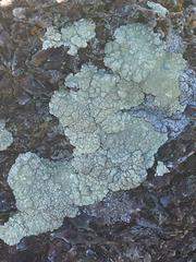 Protoparmeliopsis pinguis