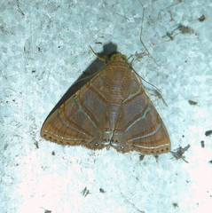 Eulepidotis caeruleilinea