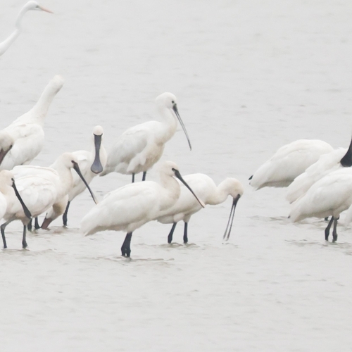 Eurasian Spoonbill