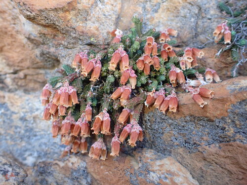 Rocklover Heath (Erica lithophila)