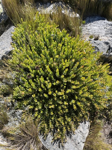 Protea venusta, photograph 2