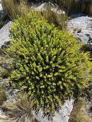 (c) Ren Hoekstra, some rights reserved (CC BY) Protea venusta, photograph (c) Ren Hoekstra, some rights reserved (CC BY)