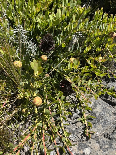 Cascade Sugarbush (Protea venusta)