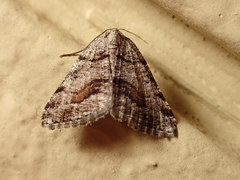 Macaria colata