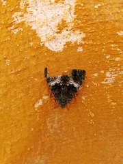 Noctuoidea