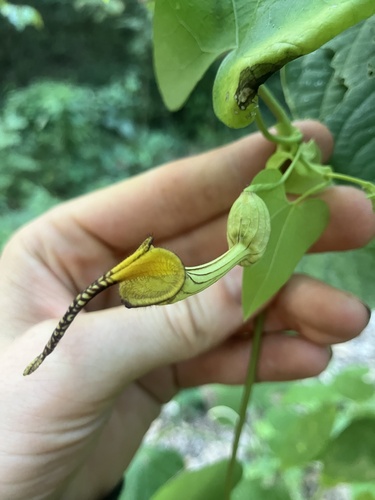 Aristolochia anguicida, 2025-12-27