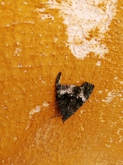 Noctuoidea
