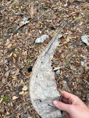 bigleaf magnolia (Magnolia macrophylla)