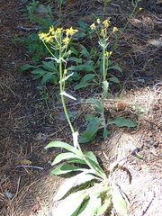 Senecio scorzonella