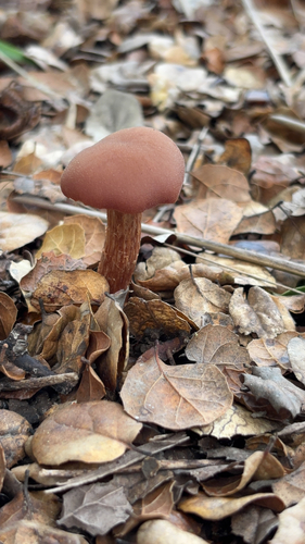 iNaturalist observation photo of Western Amethyst Laccaria