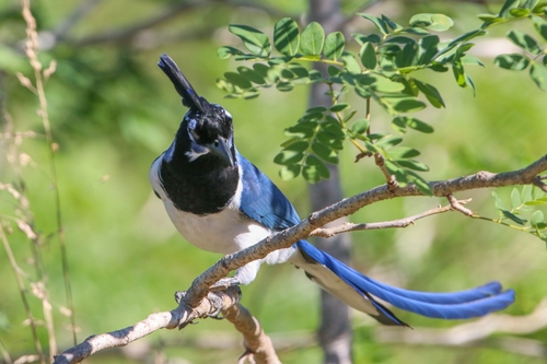 Black-throated Magpie-Jay