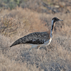 Ludwig's Bustard photo 4