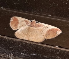 Thysanopyga carfinia