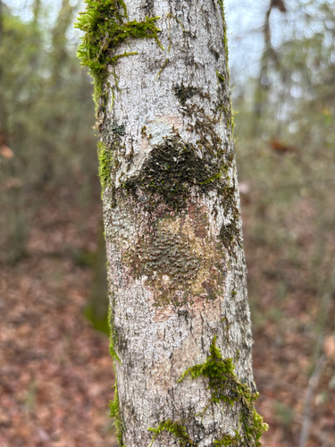 Anthracothecium observed 2025-12-28