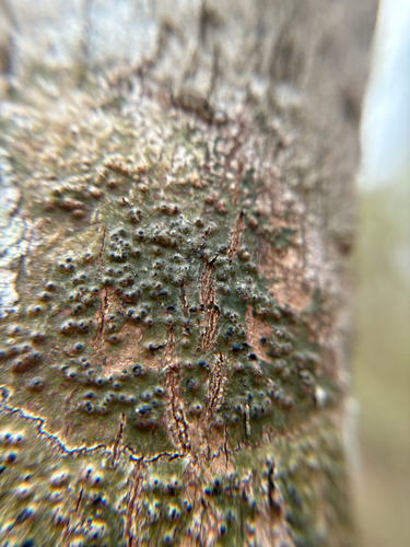Anthracothecium observed 2025-12-28