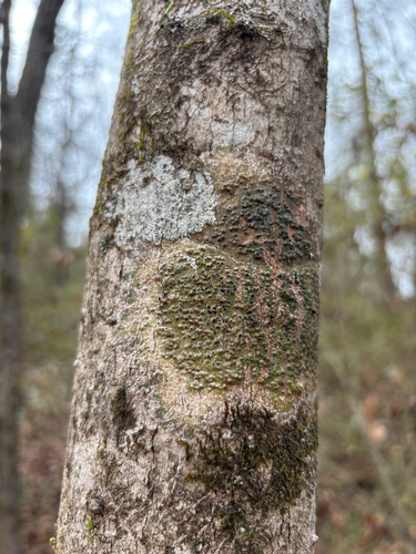 Anthracothecium observed 2025-12-28