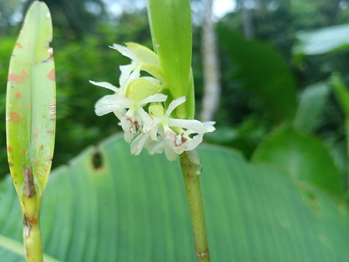 Epidendrum octomerioides Schltr. 2
