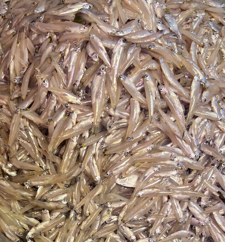Ganges river sprat (Corica soborna) — Clupeidae — 5