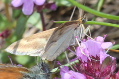 Pyrausta aerealis